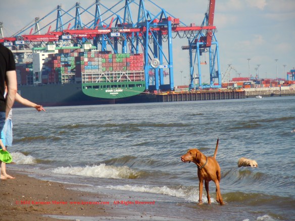MV EVER LADEN (8,450 TEU Post-Panamax Fully Cellular Containership; May 2014 Hamburg Port Call)