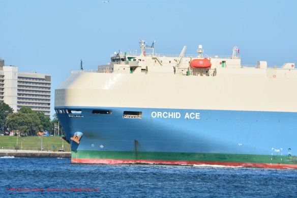 MV ORCHID ACE 4