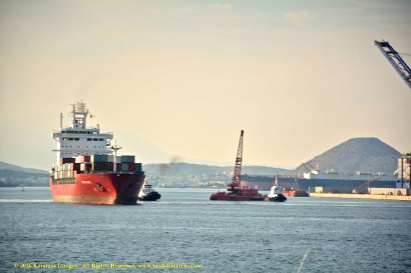 mv-king-basil-2-bmk_2846