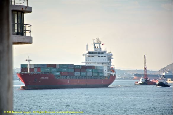 mv-king-basil-3-bmk_2867