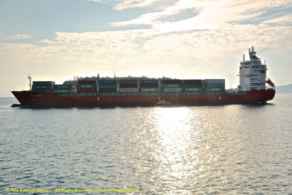 mv-king-basil-6-bmk_2930